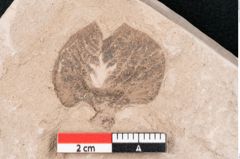 Foto (Detailansicht) von Plantae indet.  (NHMW-GEO-2024-0188-11460)